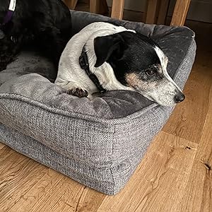 Dog Lying in Bed