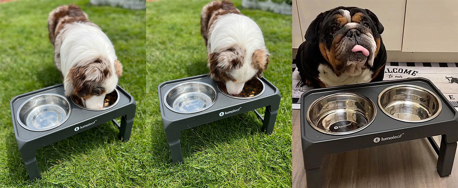 elevated dog bowls raised food bowl large small sized breed dogs adjustable stands tall dog feeder