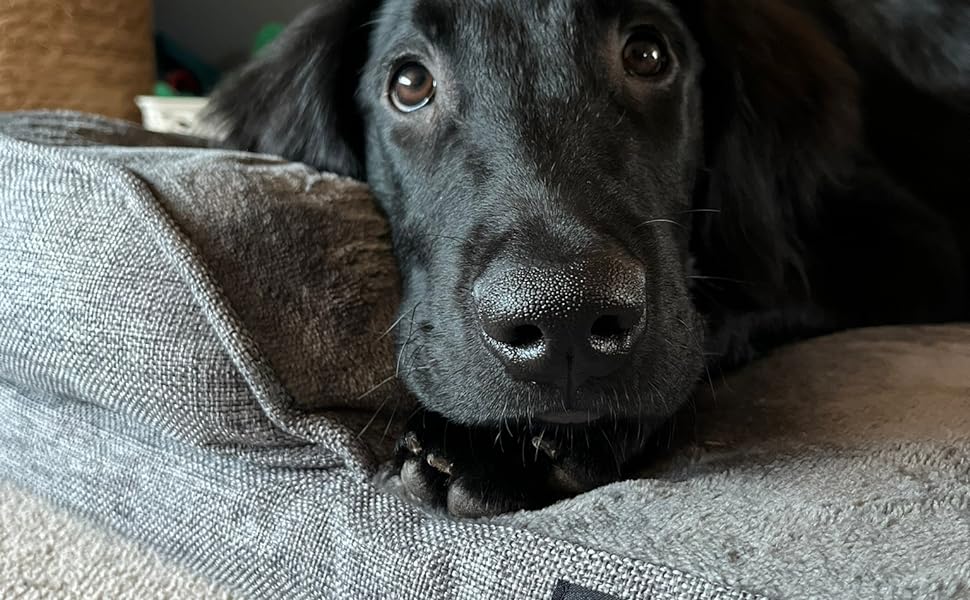 Dog Lying in Bed