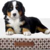 Wags N' Whiskers Bogart Gate Orthopedic Small Pet Bed