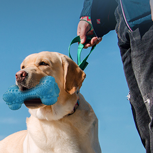 interactive dog toy