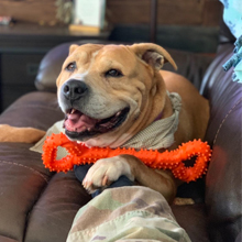 dog toy