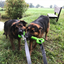 dog chew toy