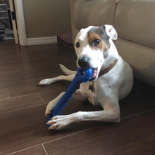 dog rubber toy
