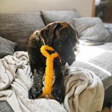 dog tug toy