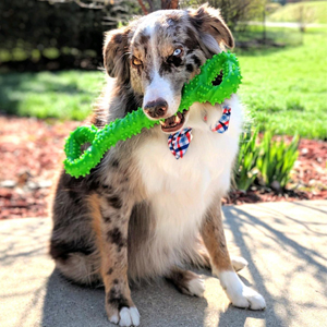 large dog toy